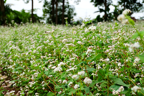 [-]Người[-]đàn[-]ông[-]trồng[-]vườn[-]hoa[-]TAM[-]GIÁC[-]MẠCH[-]giữa[-]Hà[-]Nội
